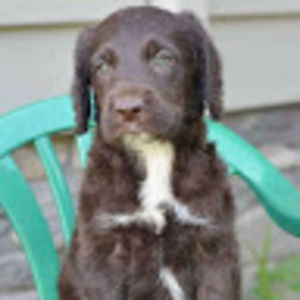 Meet your Posher, Ryder